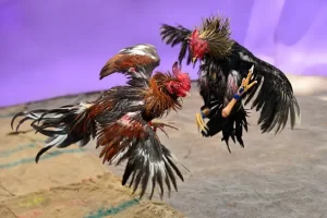 cockfighting betting